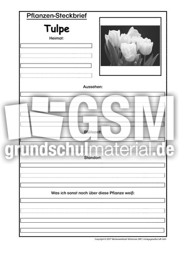 Pflanzensteckbrief-Tulpe-SW.pdf